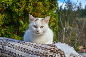 Old white stray cat with orange and yellow deep colored eyes. Dirty animal close-up from the countryside. Sleepy and cranky cat resting on some old carpet