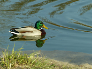 female mallard duck in pond