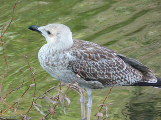 Polluelo de gaviota al lado de un lago