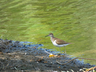 Pájaro sllvestre en un lago artificial en el norte de Cataluña, España