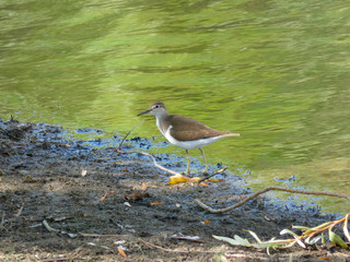 Pájaro sllvestre en un lago artificial en el norte de Cataluña, España