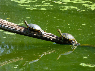 Tortugas fotografiadas en un parque de la Costa Brava, Girona, España