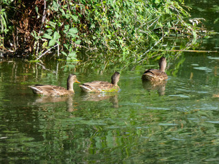 Patos y aves nadando en un recinto protegido para aves y fauna diversa en la Costa Brava