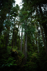 Inside the Rainforest: Hoh and Quinault national forest landscapes: the highest douglas firs in the...