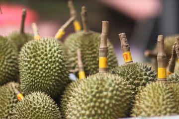 a durian fruit cactus green food