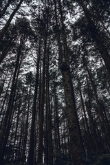 Inside the Rainforest: Hoh and Quinault national forest landscapes: scenic view from below of the highest spruces and douglas firs in the world