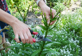 Gardener deadheading and pruning lily flower in summer garden