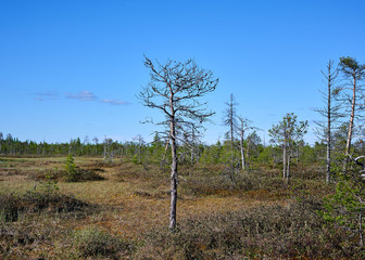 nature and swamp in the north in Siberia
