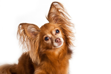 Dog breed Russian toy terrier longhair portrait on white background