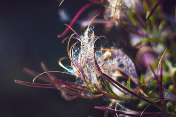 Epilobium parviflorum ( hoary willowherb, smallflower hairy willowherb ) - Close-up view of seeds and fluff