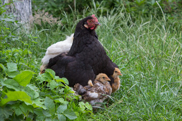 little chicks under the wing of a chicken,hen family, chicken hides small chicks under the wing, caring chicken takes care of its chicks