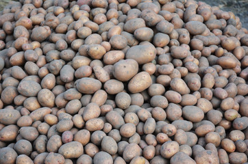 Potatoes harvest textured background