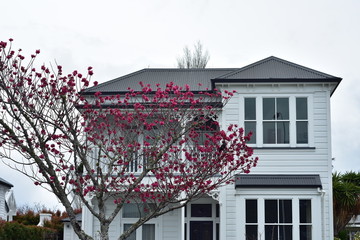 Classic white two-story wooden house with tree with saturated pink flowers in front of it.