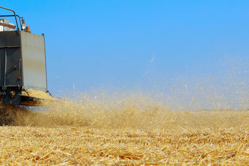 Harvesting. Combine harvester works in a wheat field over blue sky background. Harvester harvests wheat on field. Harvester machine working in field . 