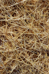 Blurred image of mowed wheat on the field.Harvesting concept. Abstract nature texture background.