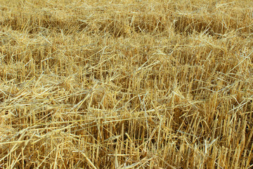 Blurred image of mowed wheat on the field.Harvesting concept. Abstract nature texture background.