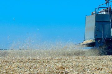 Harvesting. Combine harvester works in a wheat field over blue sky background. Harvester harvests wheat on field. Harvester machine working in field . 