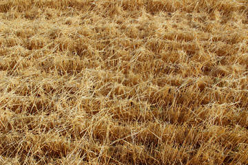 Blurred image of mowed wheat on the field.Harvesting concept. Abstract nature texture background.