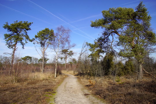 Dutch Natural heathland Strabrechtse Heide, North Brabant.