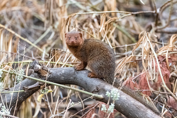     common dwarf mongoose in Africa, Helogale parvula, funny animal standing in the forest 