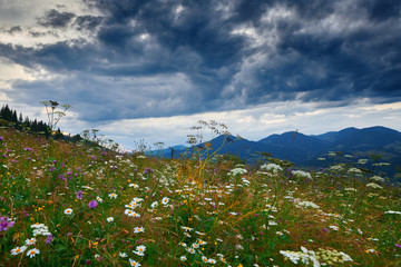 Fototapeta premium Beautiful summer sunset and landscape - wildflowers on hills in the evening. Meadow or grassland. Carpathian mountains. Ukraine. Europe. Travel background.