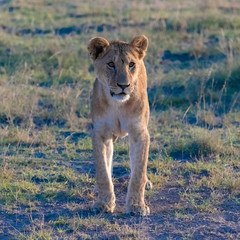 Fototapeta na wymiar A young lion walking in the savannah, in the Serengeti reserve in Tanzania 