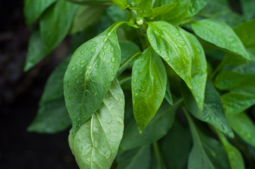 loseup of rain drops on basil leaves in a vegetable garden