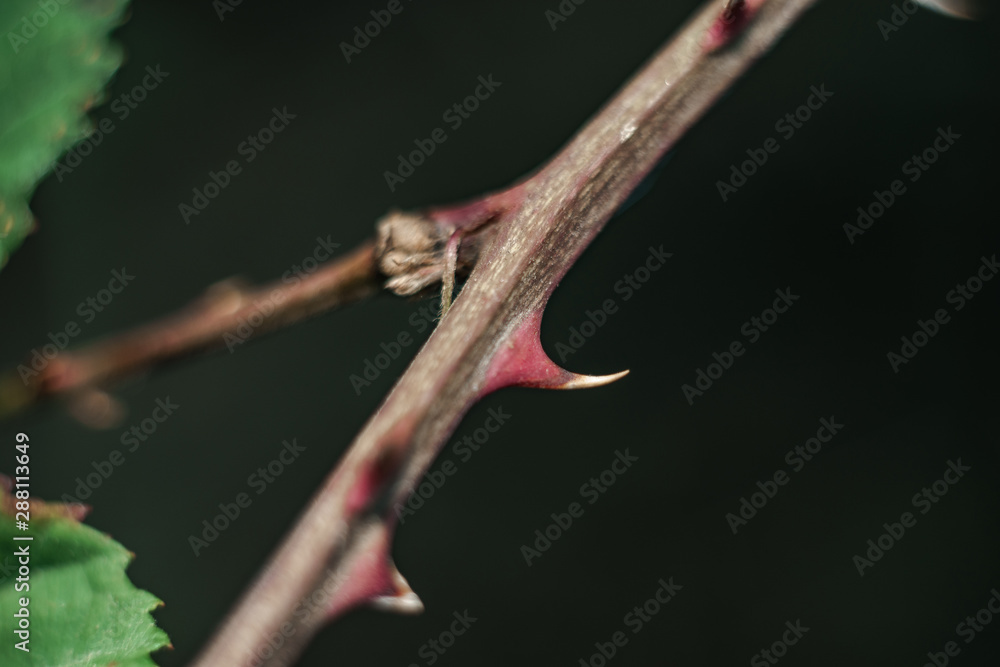 Poster close up thorn on a green background. macro view.