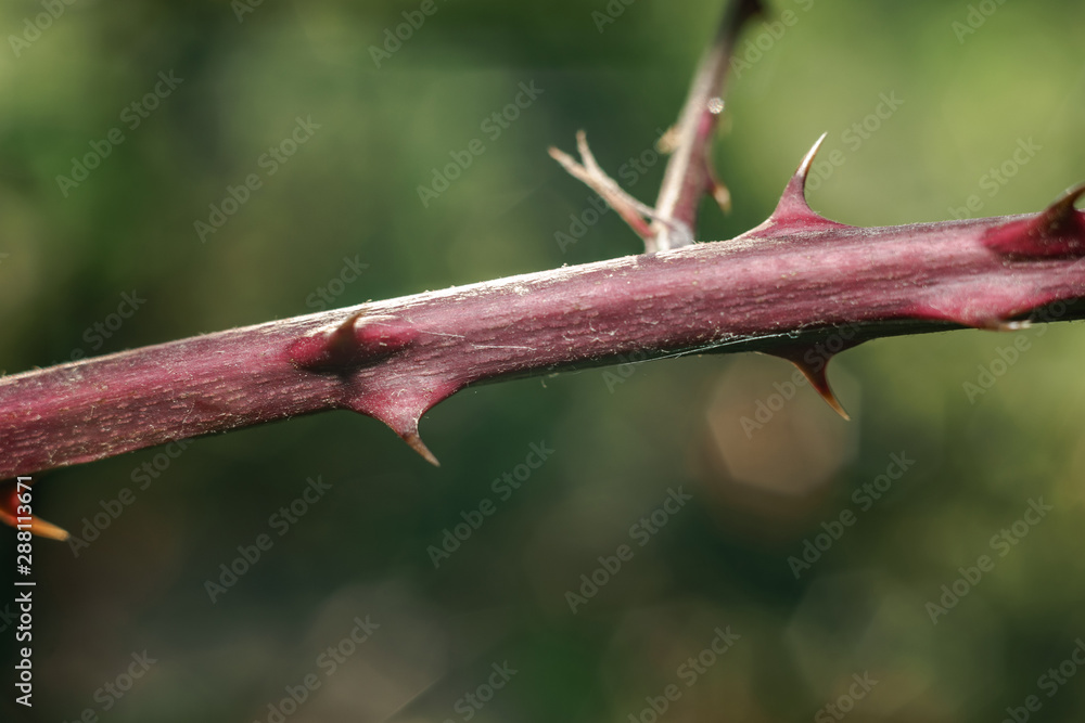 Poster close up thorn on a green background. macro view.