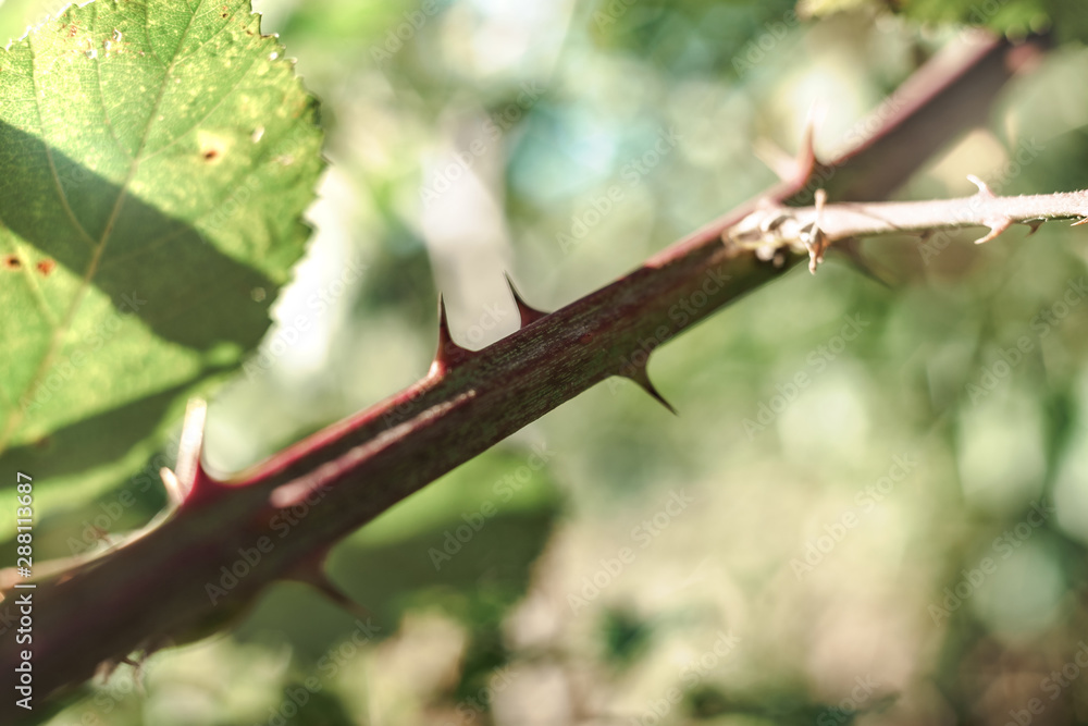 Poster close up thorn on a green background. macro view.