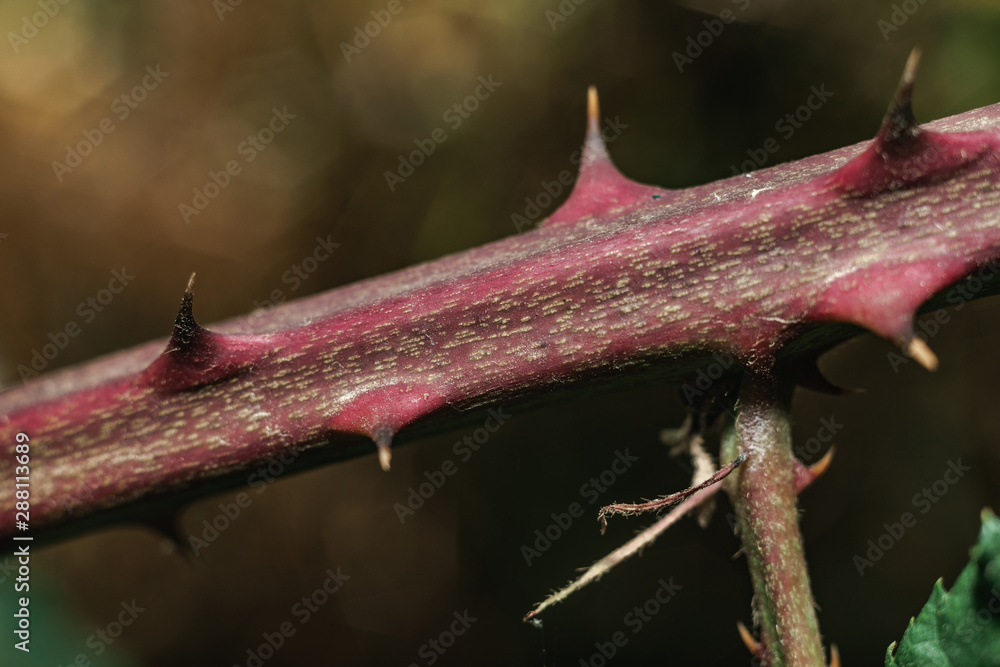 Poster close up thorn on a green background. macro view.