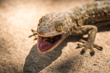 Wild gecko open mouth