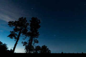 tree and star on  night sky.