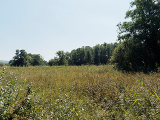 Obraz premium Schweizer Seenlandschaft - Rund um den Hallwilersee - Kanton Aargau - Wanderweg entlang des sees in Naturschutzgebiet und biotop zwischen Mosen und Aesch 