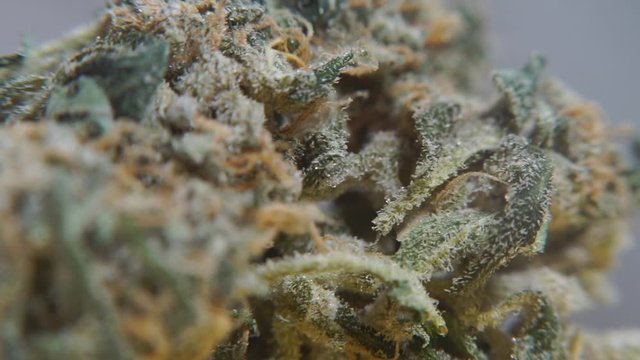 macro shot of the drug in the laboratory, marijuana plant