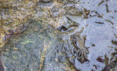 Algas marisco cangrejo verde rojo mar