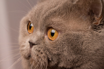 Scottish Straight cat with yellow eyes 