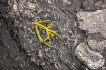 Algas marisco cangrejo verde rojo mar