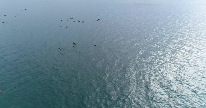 Aerial landscape of flock wild ducks swimming in lake. The water of river is in small ripples owing to the wind and shining in the sunshine.
