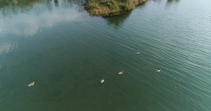 Overlook of group of ducks slowly swimming across a wide slow-moving river in morning. A vivid picture of Chinese ancient poem "The duck knows first when the river becomes warm in spring."