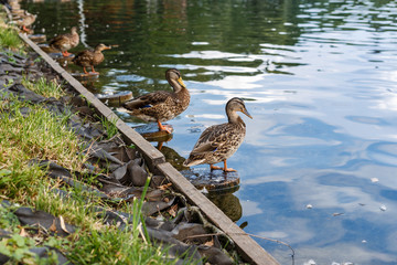 Line of ducks on the lake. Reflections on the water.