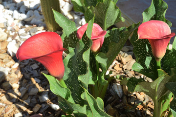 Fleurs d'arum rouge
