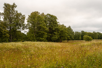 Russian field with tall grass and trees along the edge