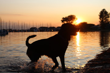 hun dlabrador vor abendsonne