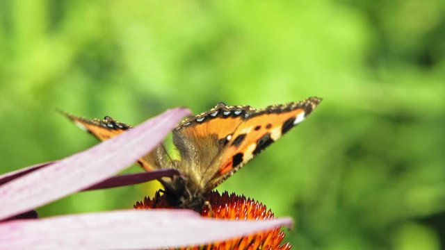 close up macro shot of orange Small tortoiseshell butterfly sitting on purple cone flower and pollinating it, then fkying away.