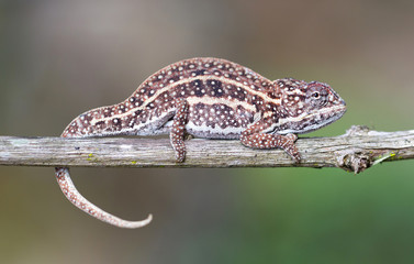 Small colorful chameleon resting in a tree © michaklootwijk