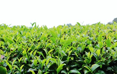 お茶の葉　緑　夏　茨城