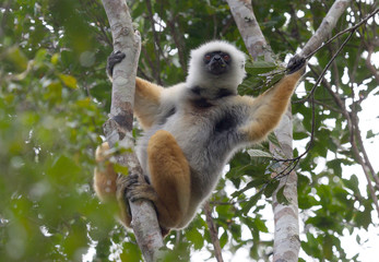 Golden Sifaka, dancing lemur of Madagascar