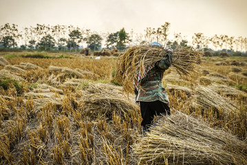 Farmer cutting rice in paddy, Chiang Rai Thailand