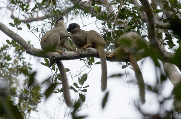 Wet common Brown Lemur (Eulemur fulvus fulvus)